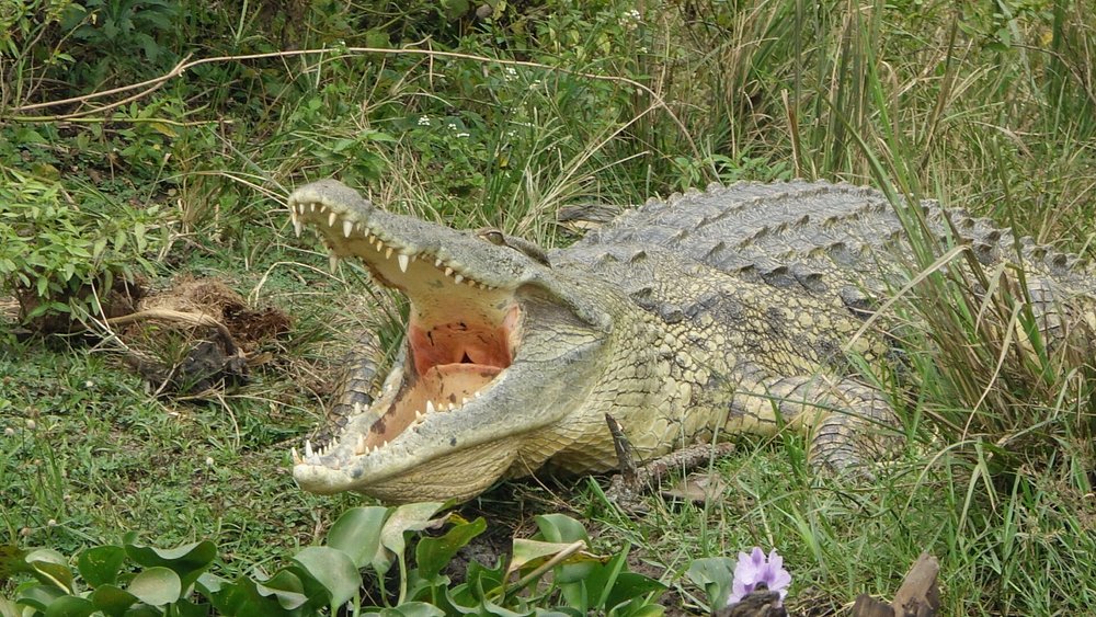 nile crocodile