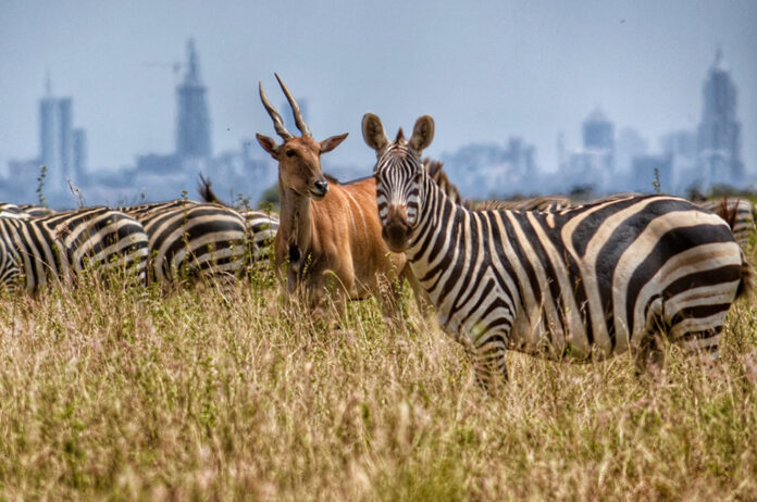 Nairobi National Park of Kenya