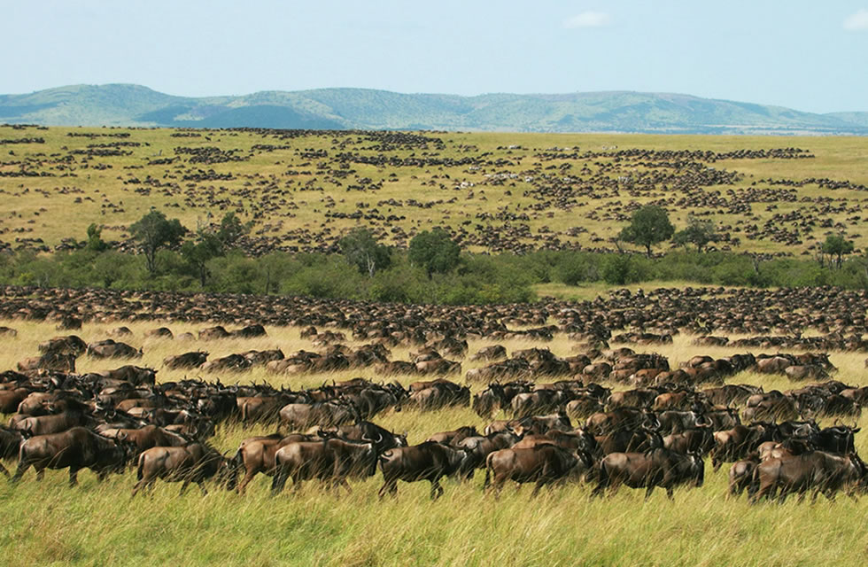 Visit Maasai Mara Park for your Kenya Safari Experience Masai Mara Wildlife